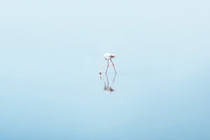 Minimalistische Aufnahme eines Flamingos im flachen Wasser mit Spiegelung und viel Negativraum – Tier- und Landschaftsfotografie von photoart
